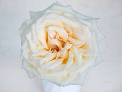Rose Princess Miyuki holex(12s
