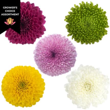 Mum Disbud Ball Asst(16case)co