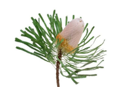 Banksia  mellano