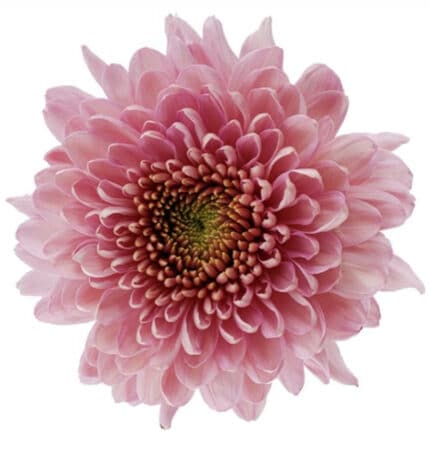 Mum Disbud Empress gdn(dustypk)