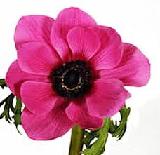 Anemonie Fuchsia qual