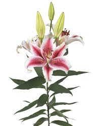 Lily Special News ob 3bl