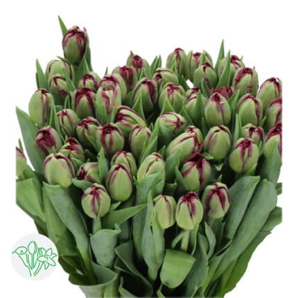 Tulip Double Palmyra Super holl