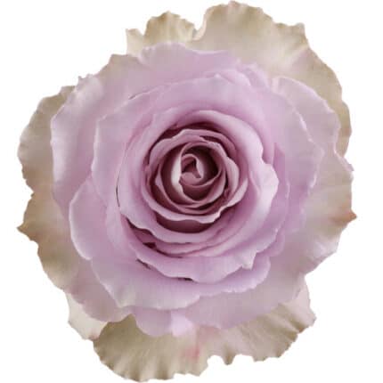 Rose Cooldown 60cm mystic