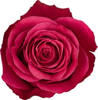 Rose Pink Cherry 50cm Rprima