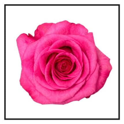 Rose Stiletto 60cm naranjo