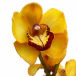 Cymbidium Amazonian Caramel ho - Image 2
