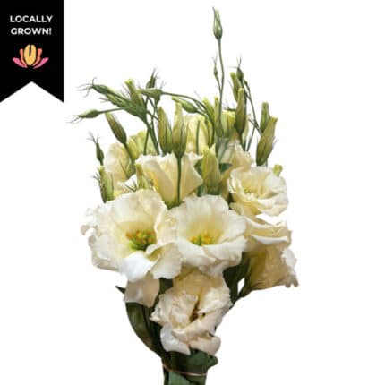 Lisianthus Creme hendricks