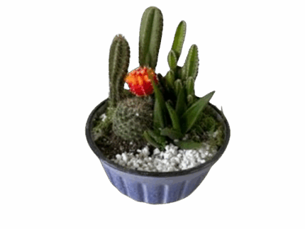6" Cactus Garden