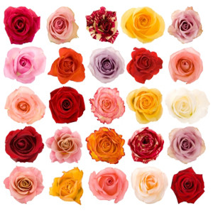 Asst 40/50 roses rfi x200 box