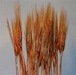 Wheat Orangewood Leo