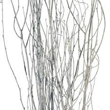 Birch White 3-4' 4stm Leo