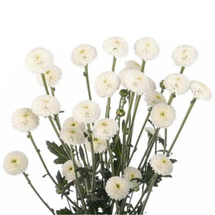 Pom MicroButton CandyCrush Wht