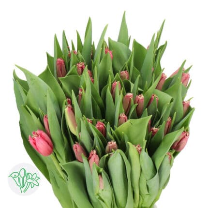 Tulip Frill Coral White holl