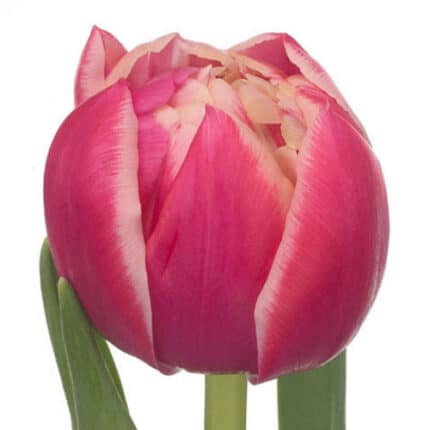 Tulips Double Pink/Yellow holl