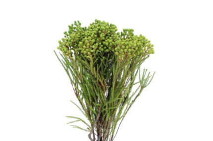 Berzillia Berry tutuli