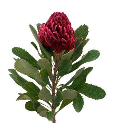 Protea Waratah holex