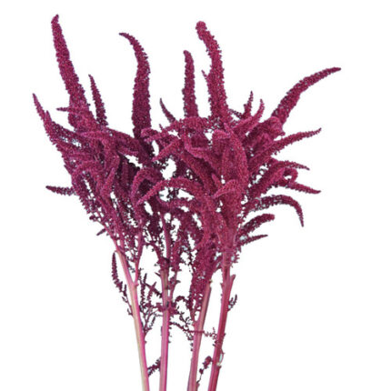 Amaranthus Red Upright bella 7