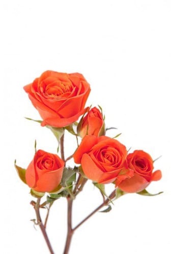 RoseSpray Orange rfi