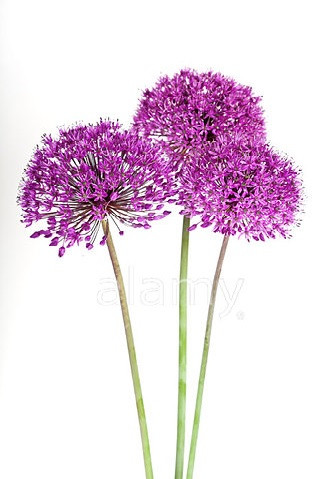 Allium Purple Sensation cramer