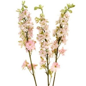 Larkspur Pink fbi