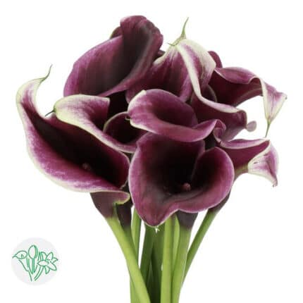 Calla Dubai Nights holl