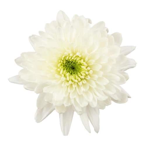 a4d8da21-1400-4570-843a-317c22265769.jpg Mum Cremon White fresca - Image 1