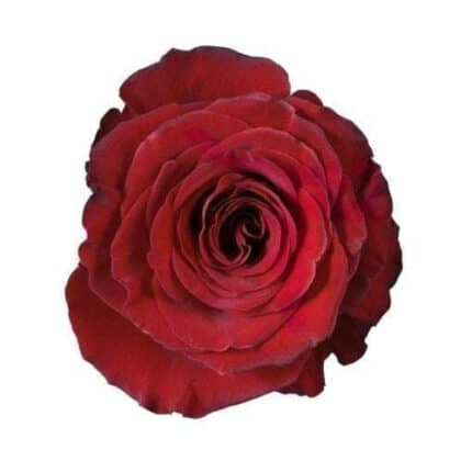 Rose Hearts 90cm sunrite