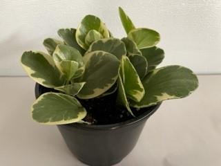 6" Variegated Peperomia