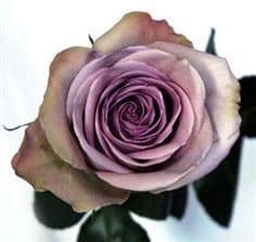 Rose Amnesia 40cm triology
