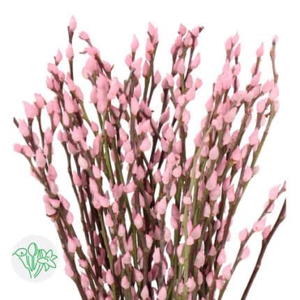 P.Willow Dried Pink holl