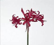 NERINE ht pk chili