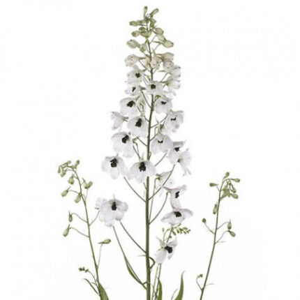 Delph Belladonna White 100cm h