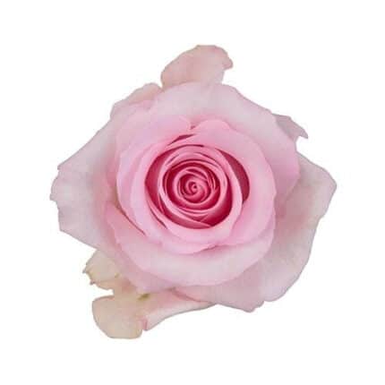 Rose Nena 50cm much (pink)
