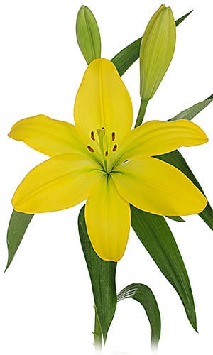 Lily La Nashville holl.