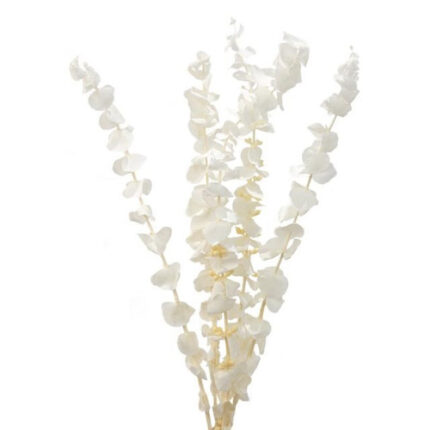 Dried Euc. Cinerea Bleached ho