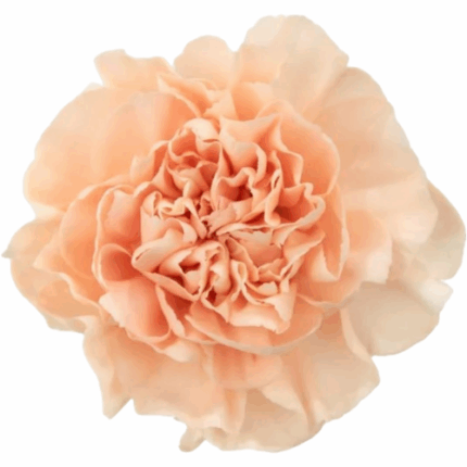 Carn Peach TRILOGY