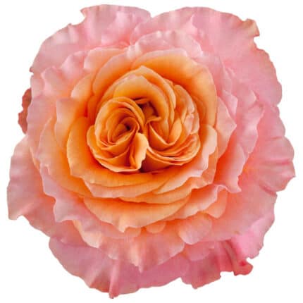 Rose Free Spirit 40cm florecal