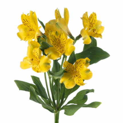 Alstro Yellow bmark supsel -