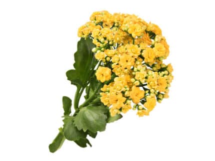 Kalanchoe Mellow Yellow floris
