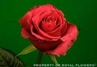 INSPIRATION 80 rfi