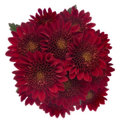 Pom Cushion Cabaret(Red) RIO