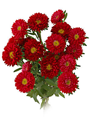 Aster Matsu Red sole