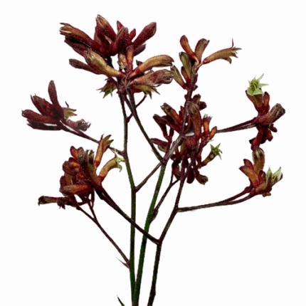 Kangaroopaws Red holl 90cm