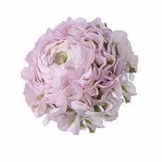 Ranunculus PonPon Hermione hol