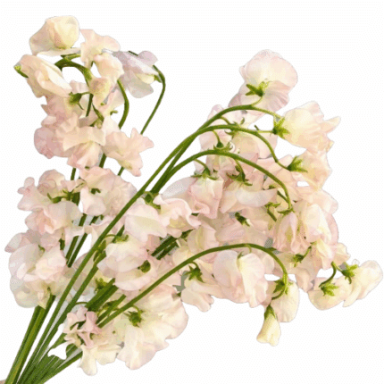 Sweet Pea Tinted Pastel Peach