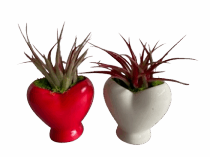 5" Heart with Air Plant