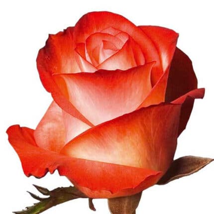 Rose Farfalla 40cm  florisma