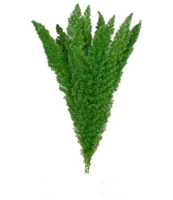 Foxtail evergreen