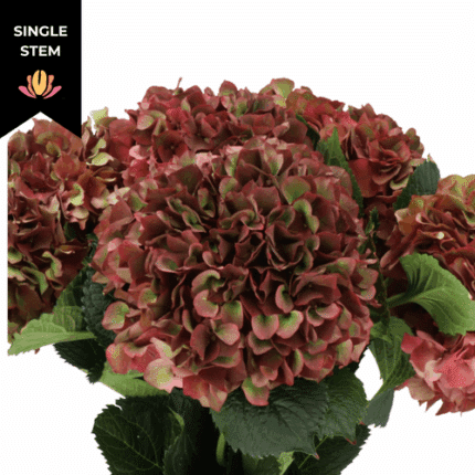 Hydrangea Classic Magical Ruby (stem) holl